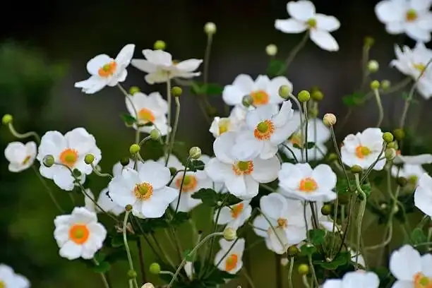 poppy anemone tubers potting soil