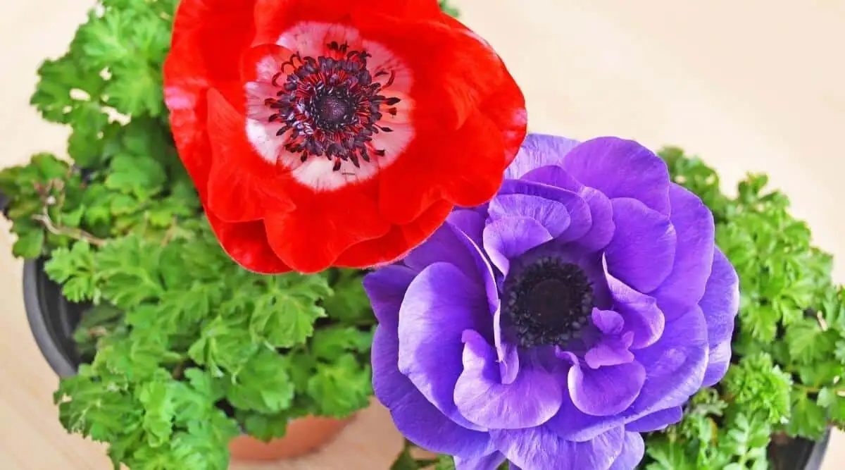 anemone coronaria pots shade cloth