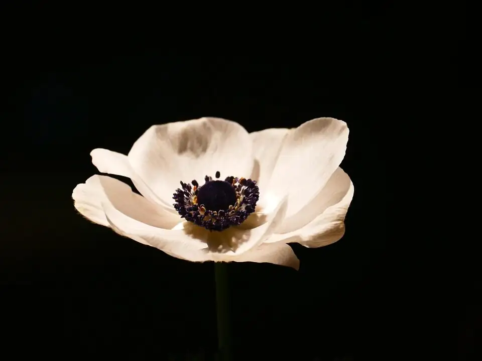anemone coronaria bouquet early bloom