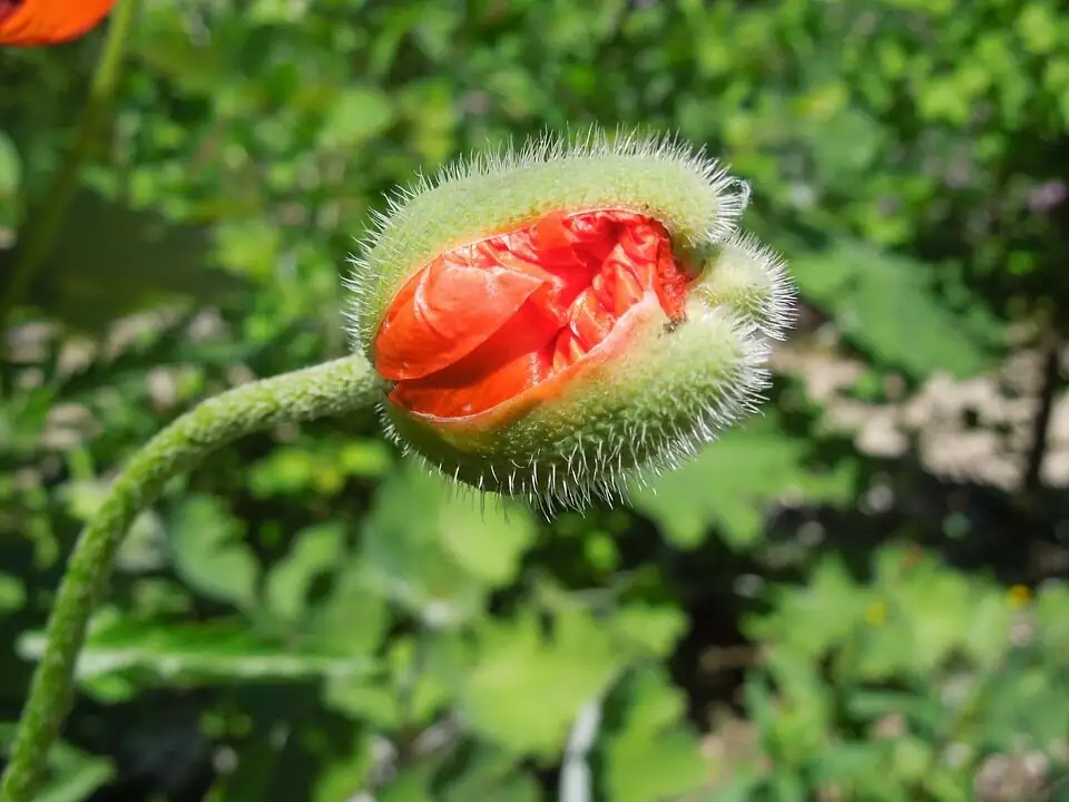 poppy anemone bud gray mold