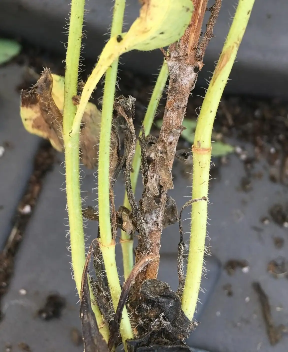 poppy anemone stem sclerotinia
