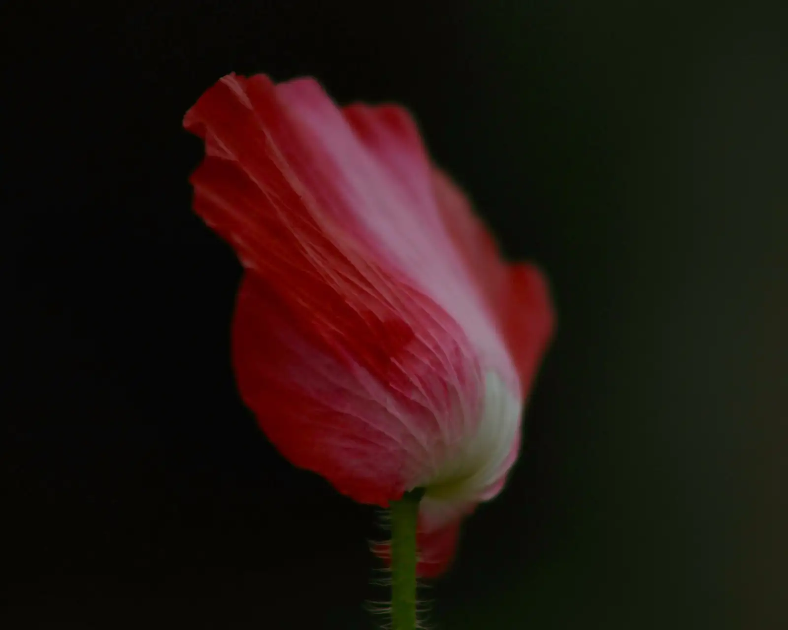 poppy anemone aphids on bud