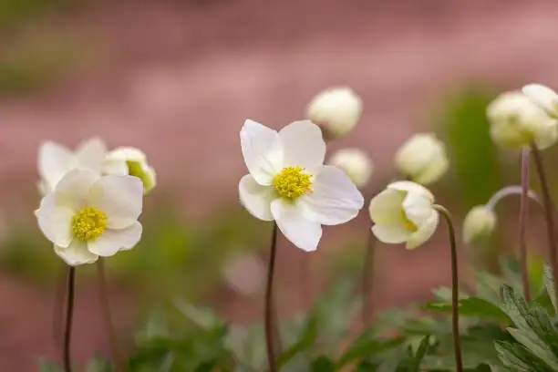 anemone coronaria limestone slope habitat