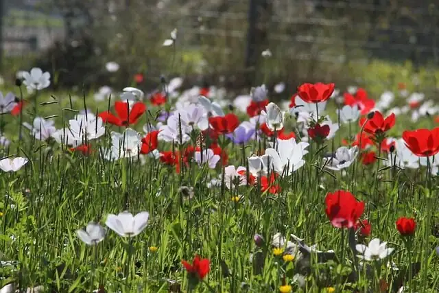 anemone coronaria cut flower bouquet