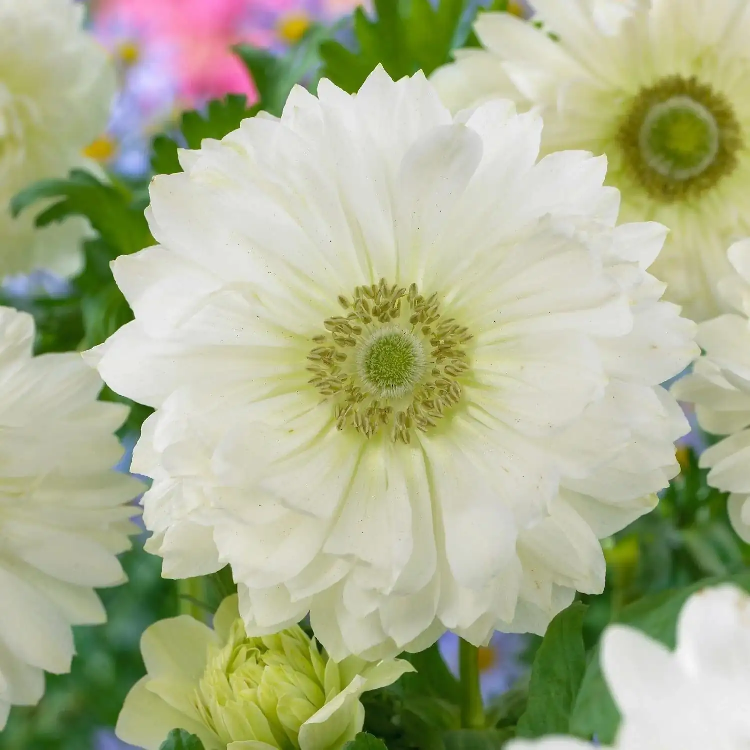 anemone coronaria daffodils separate tube