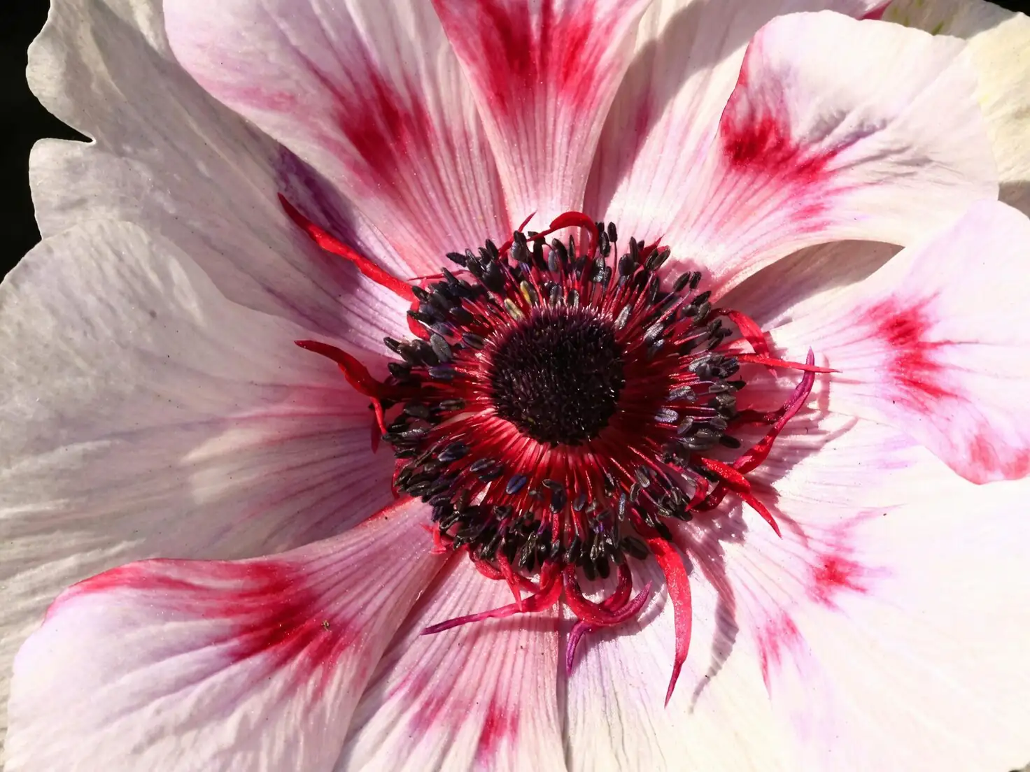 anemone coronaria half-open close-up