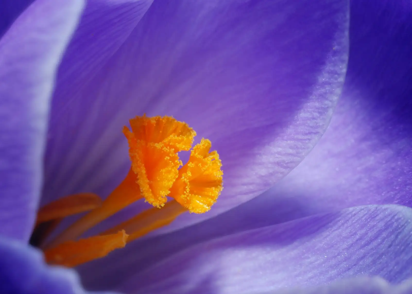 anemone coronaria petal macro backlit