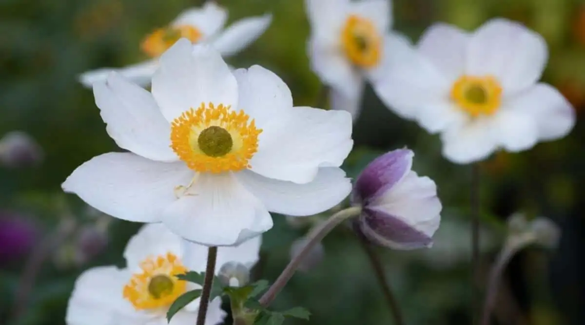 anemone coronaria bending stem side view