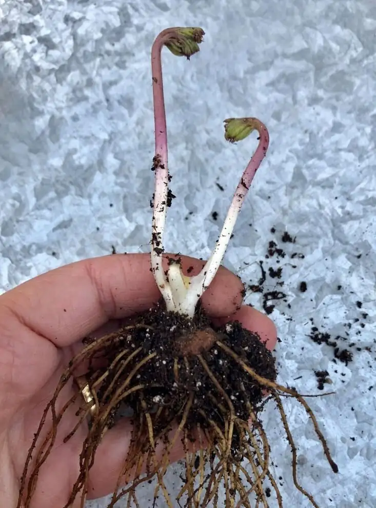 anemone coronaria tuber planting hands