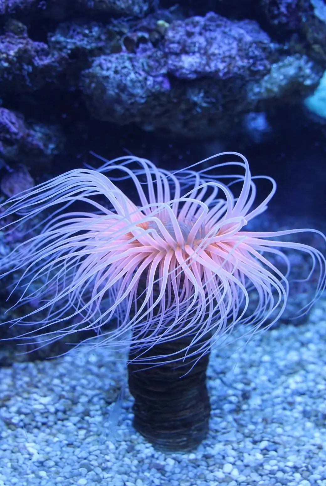 anemone coronaria tubers soaking water