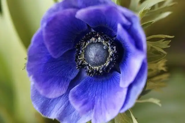 anemone coronaria tuber orientation close-up