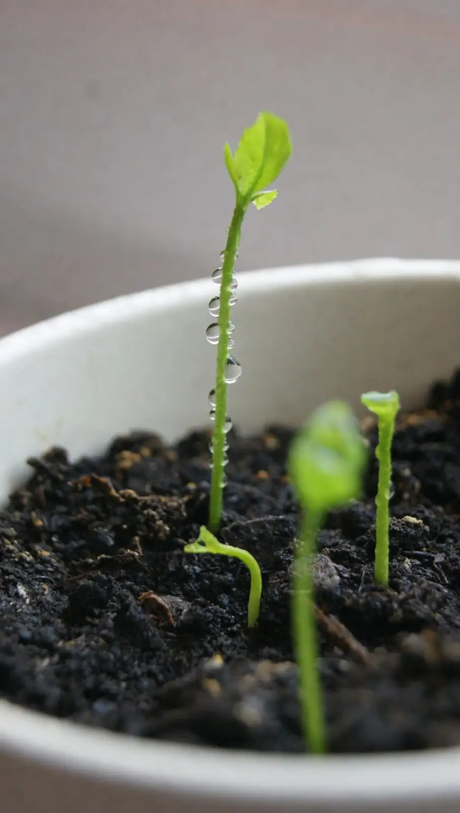 anemone coronaria watering sprout pot