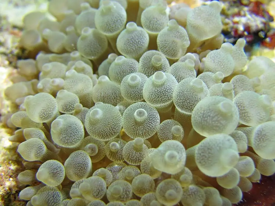 anemone stems underwater cut