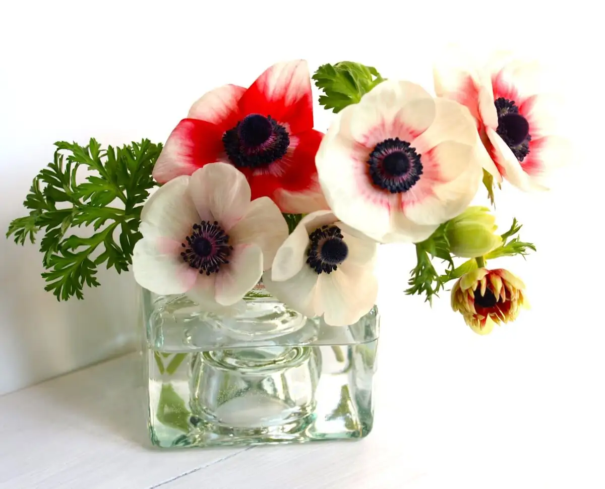 anemone vase away from fruit