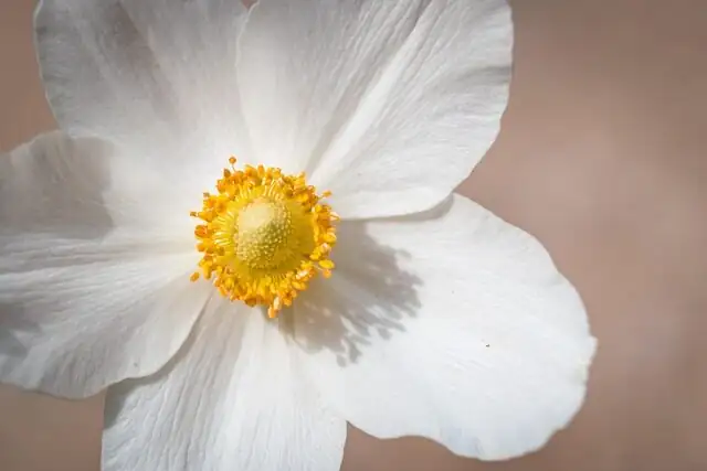 anemone and daffodil separate vases