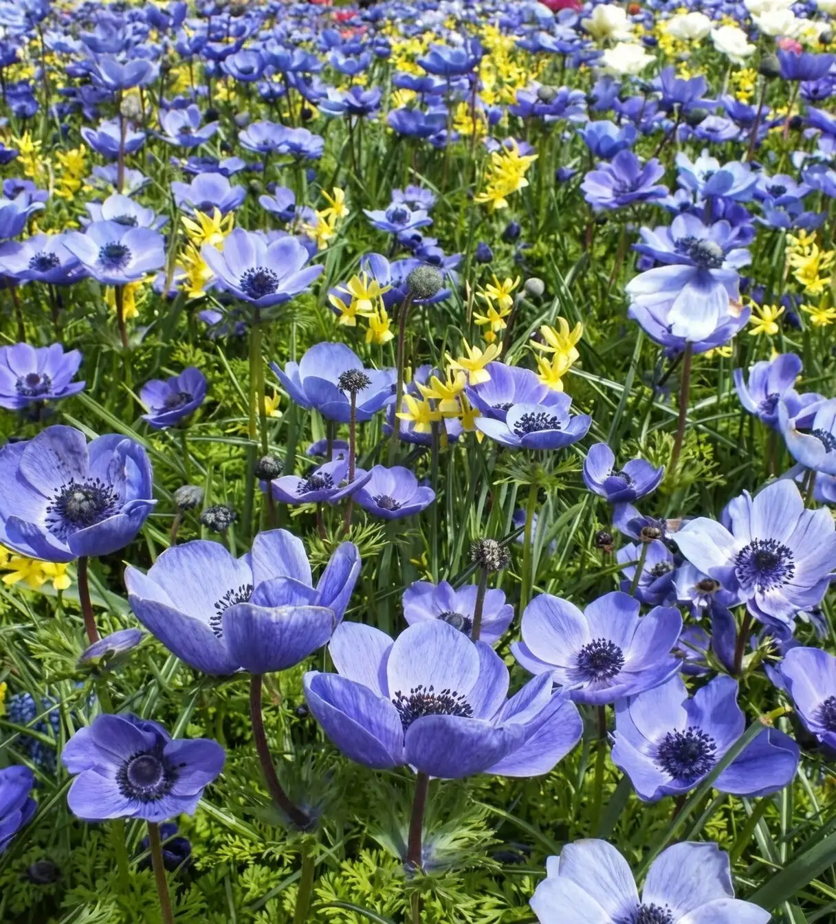 poppy anemone corms triangle layout