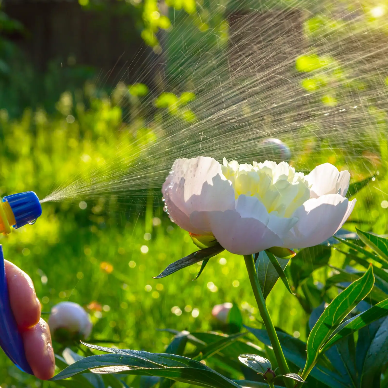 poppy anemone watering spray bottle
