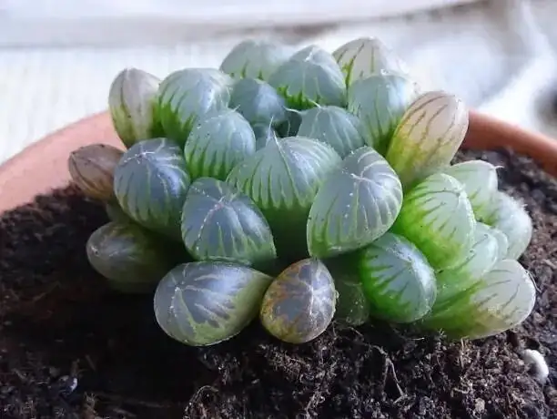 Haworthia cooperi summer shade ventilation
