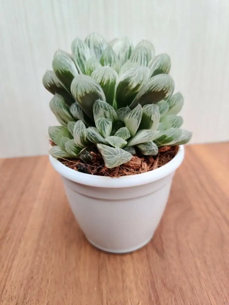 Haworthia cooperi repotting shallow pot