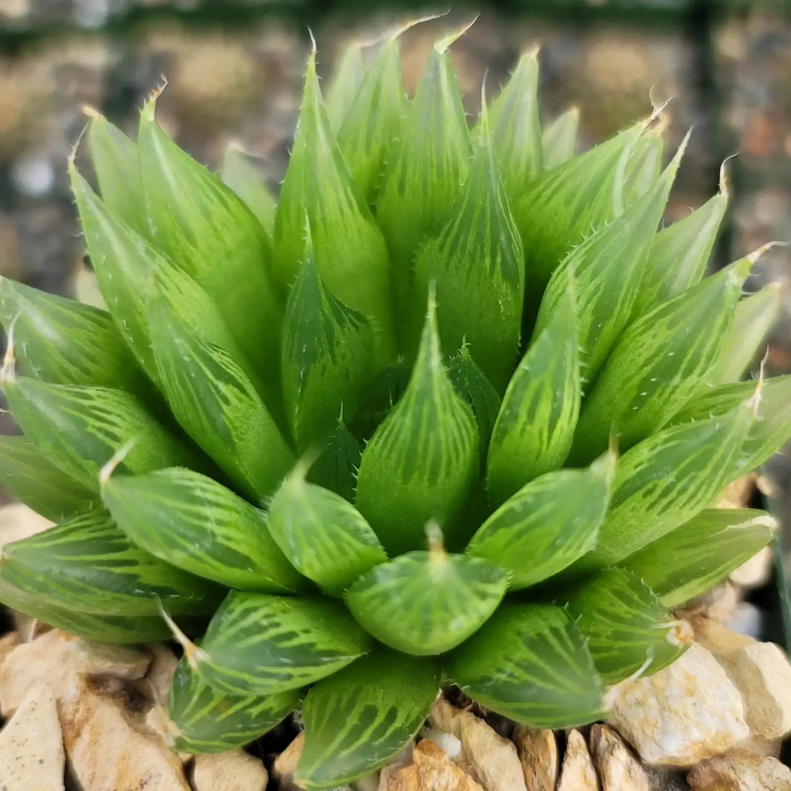 Haworthia cooperi leaf window close up