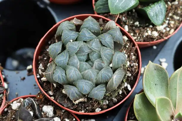 Haworthia cooperi plastic cup cover