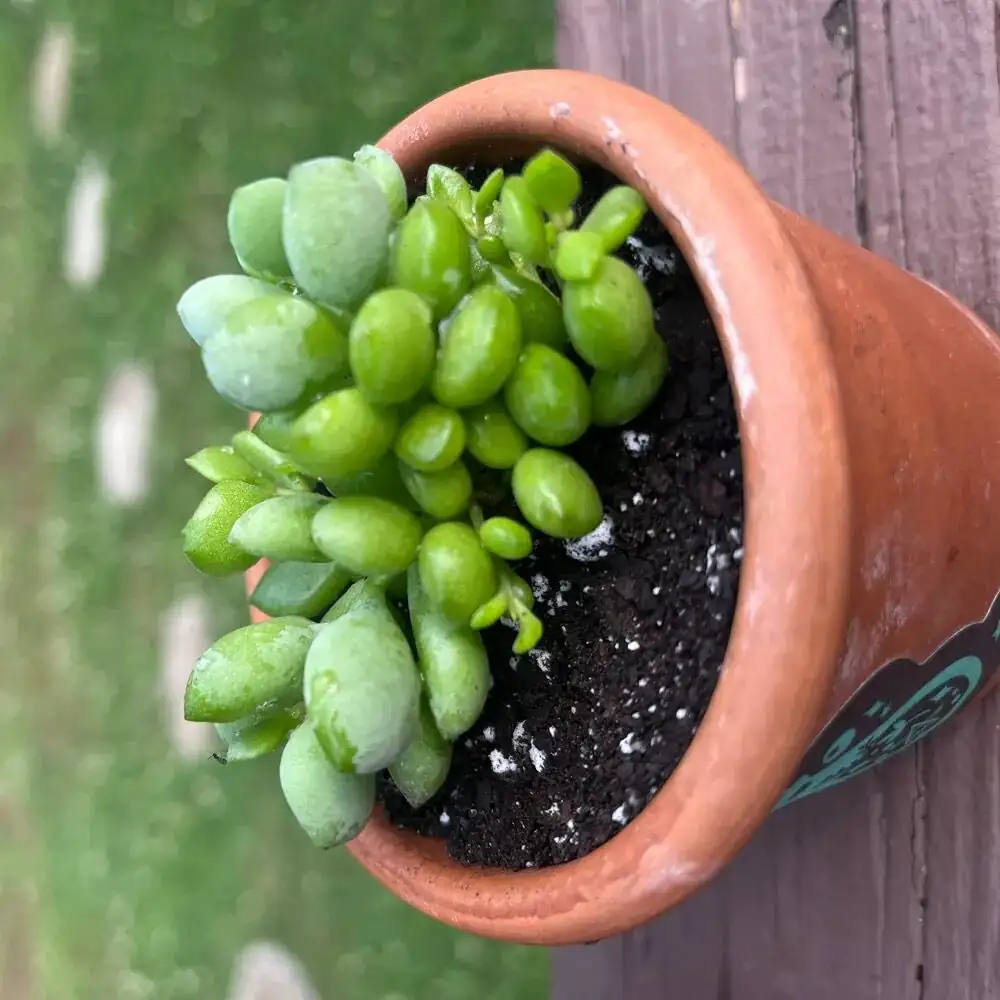 Haworthia cooperi summer shade fan