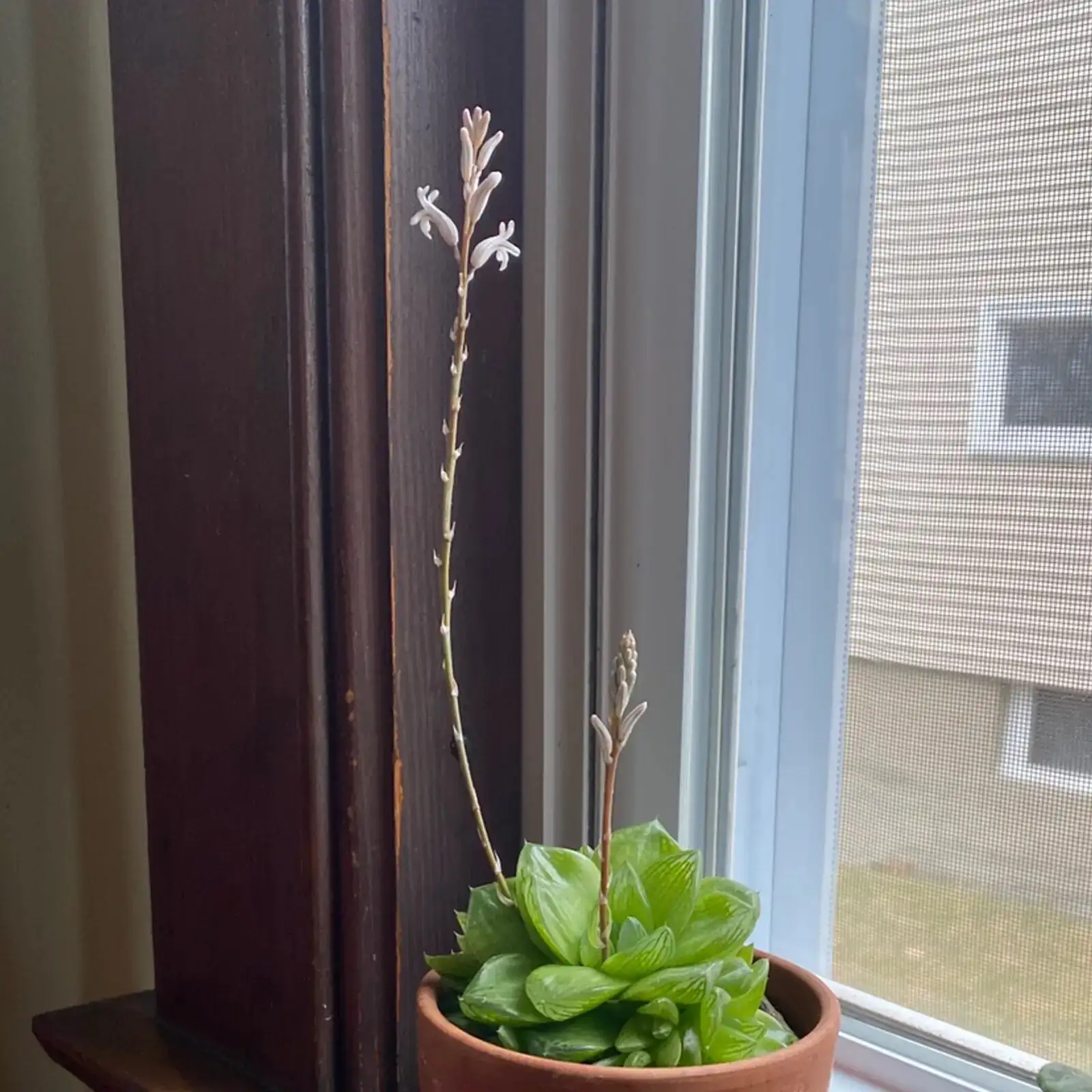 haworthia cooperi on east windowsill