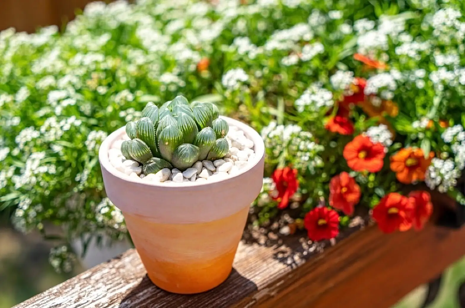 haworthia cooperi watering soil close-up