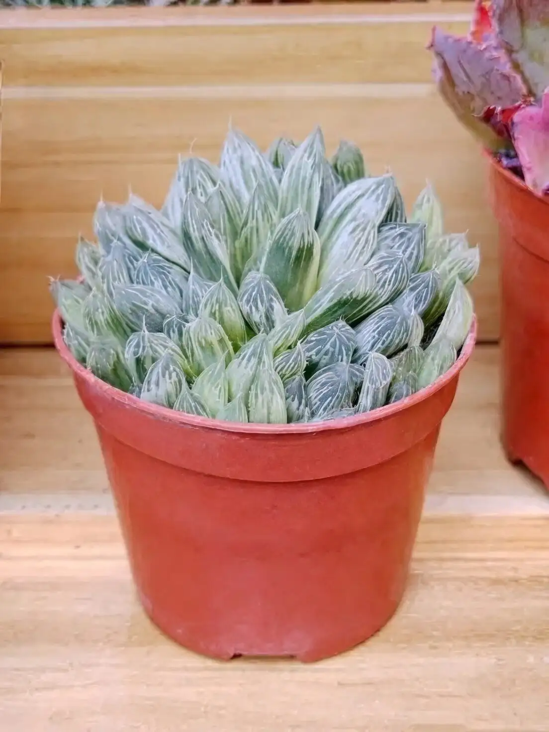 haworthia cooperi rosette indoor windowsill