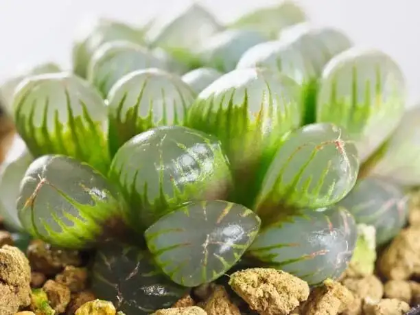 haworthia cooperi sunburn scorch spots
