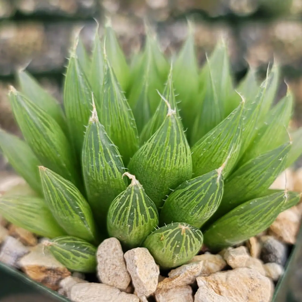 haworthia cooperi leaf close-up