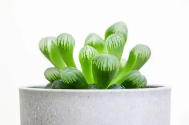 haworthia cooperi cluster pups