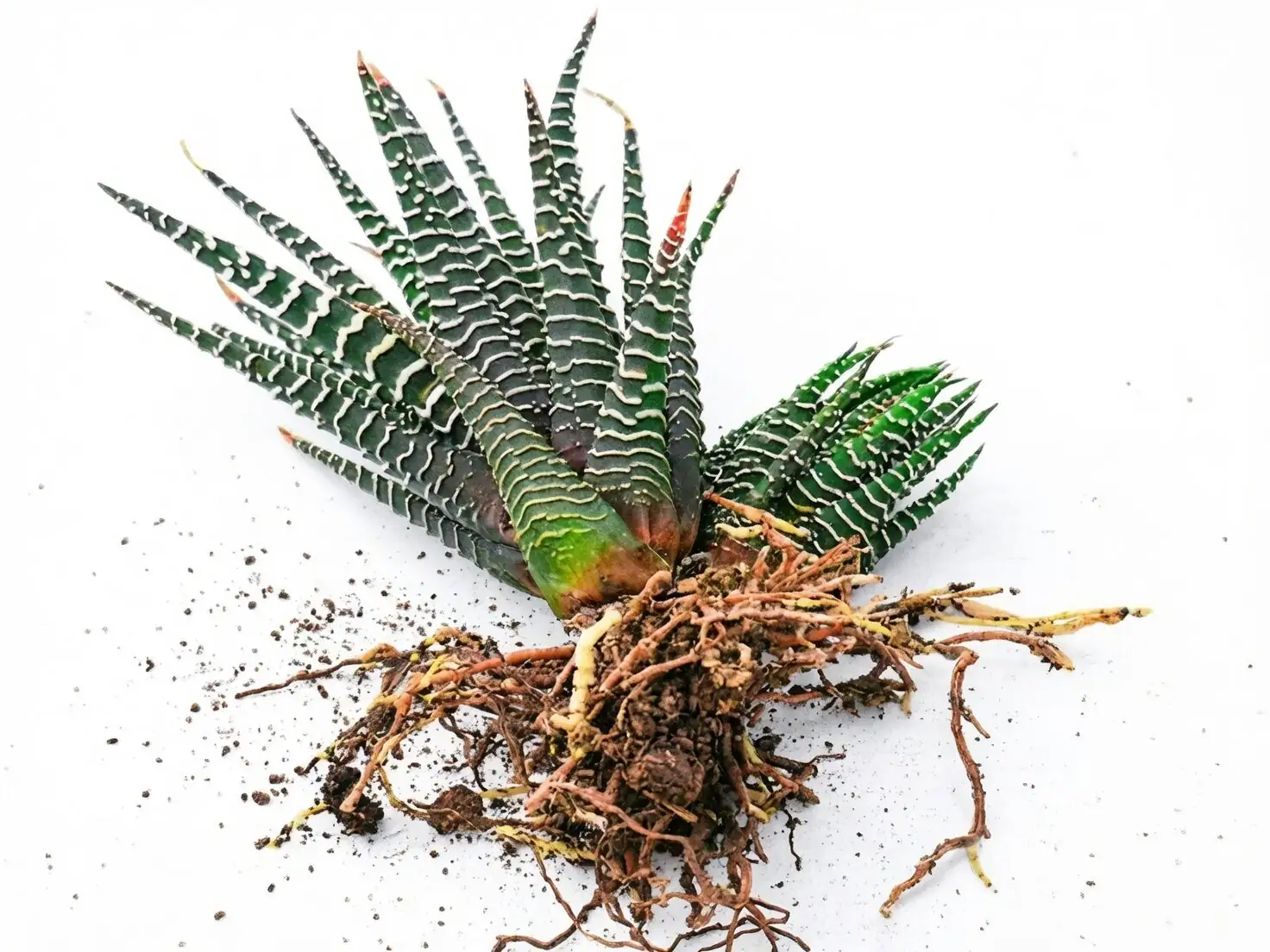 haworthia cooperi offsets with roots