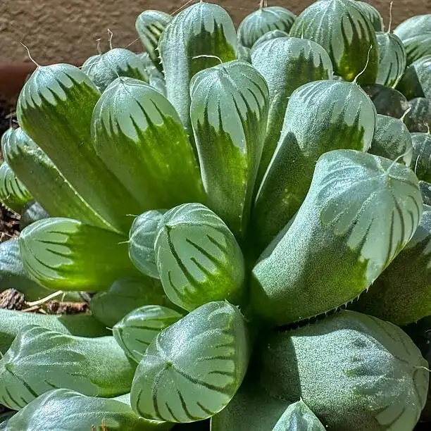 haworthia cooperi leaf cutting pumice