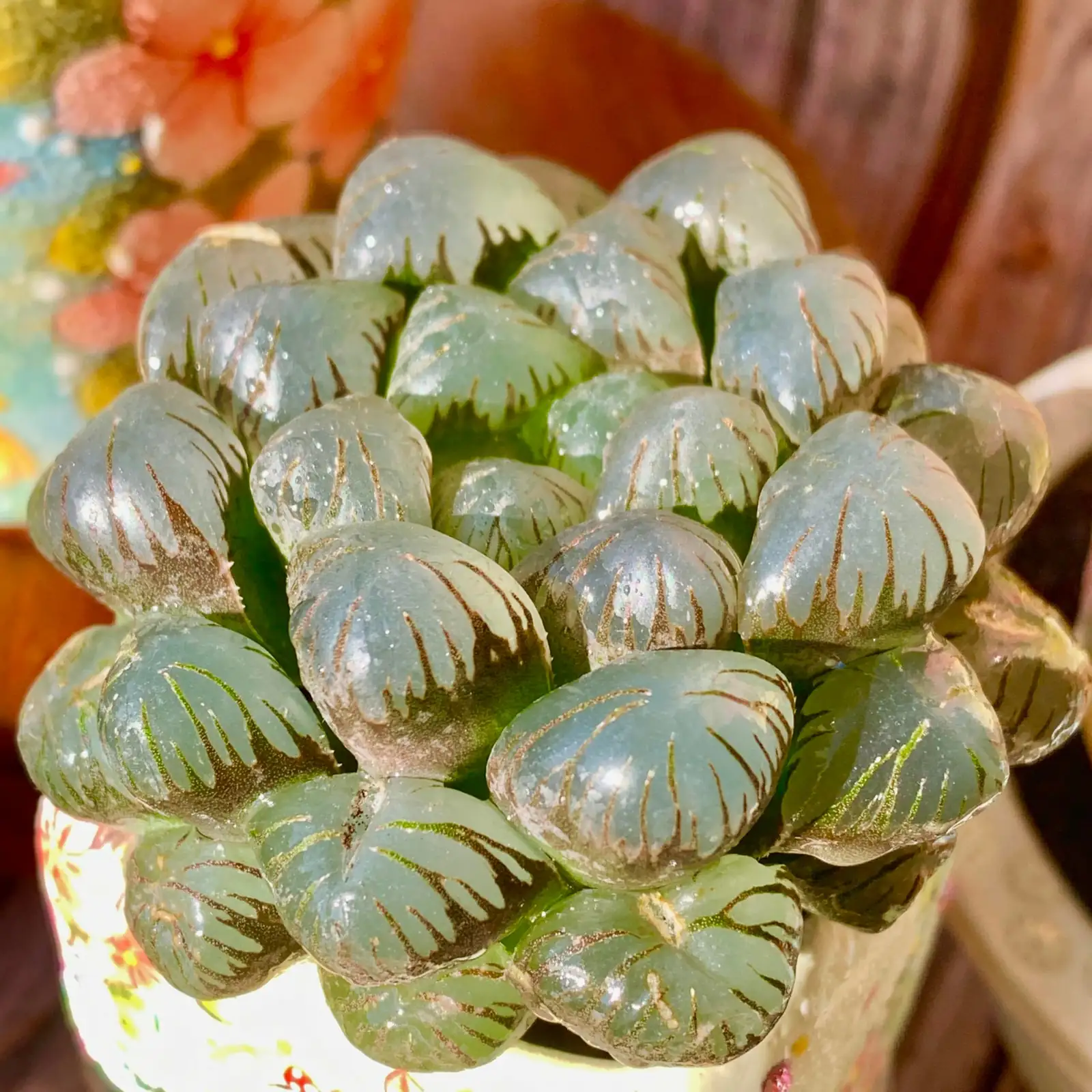 桌面绿洲打造：用玉露点亮小空间的光影美学