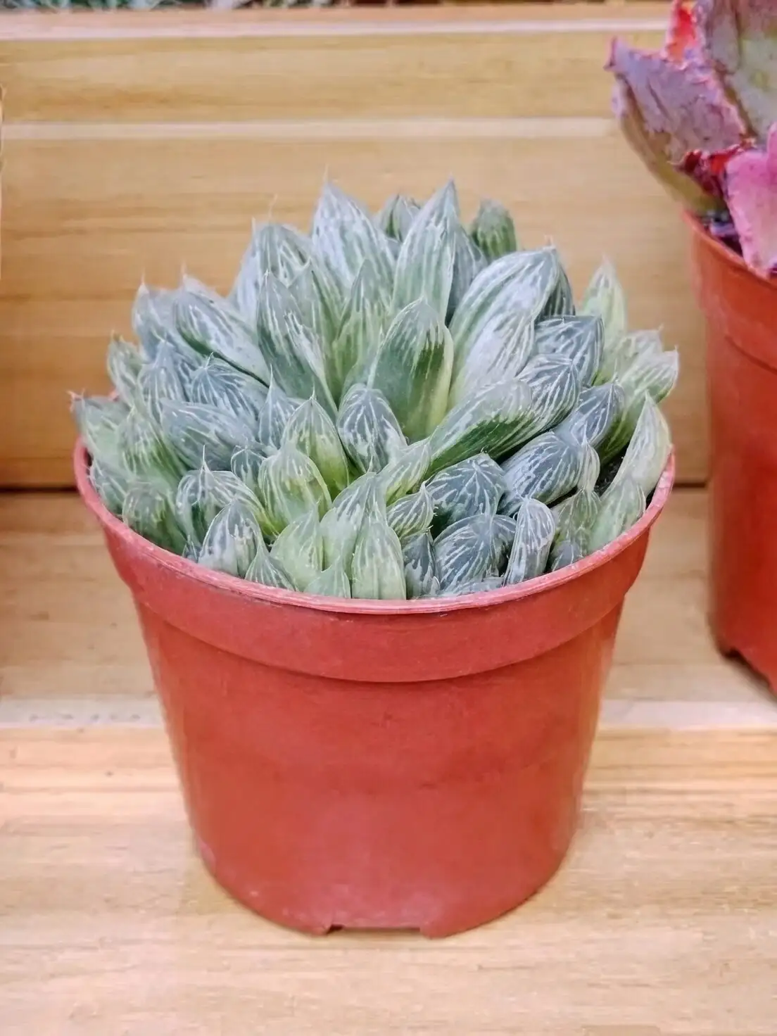 haworthia cooperi leaf window close-up