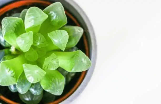 haworthia cooperi desk side lighting