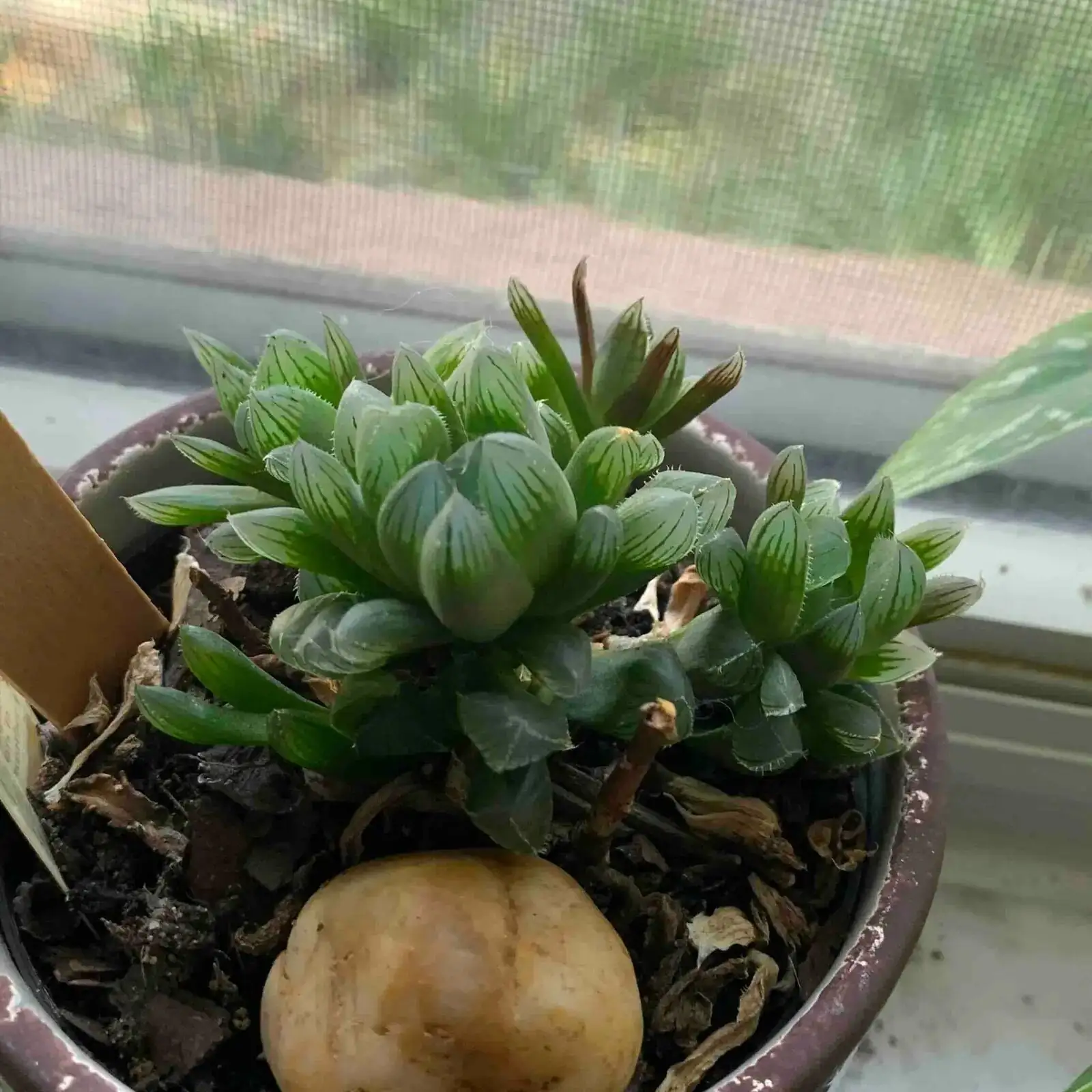 haworthia cooperi east windowsill curtain