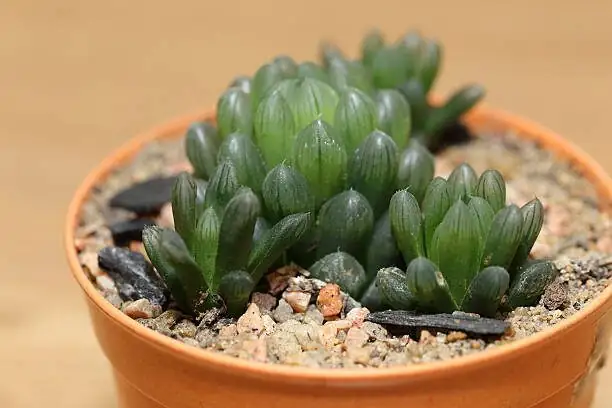 haworthia cooperi varieties comparison
