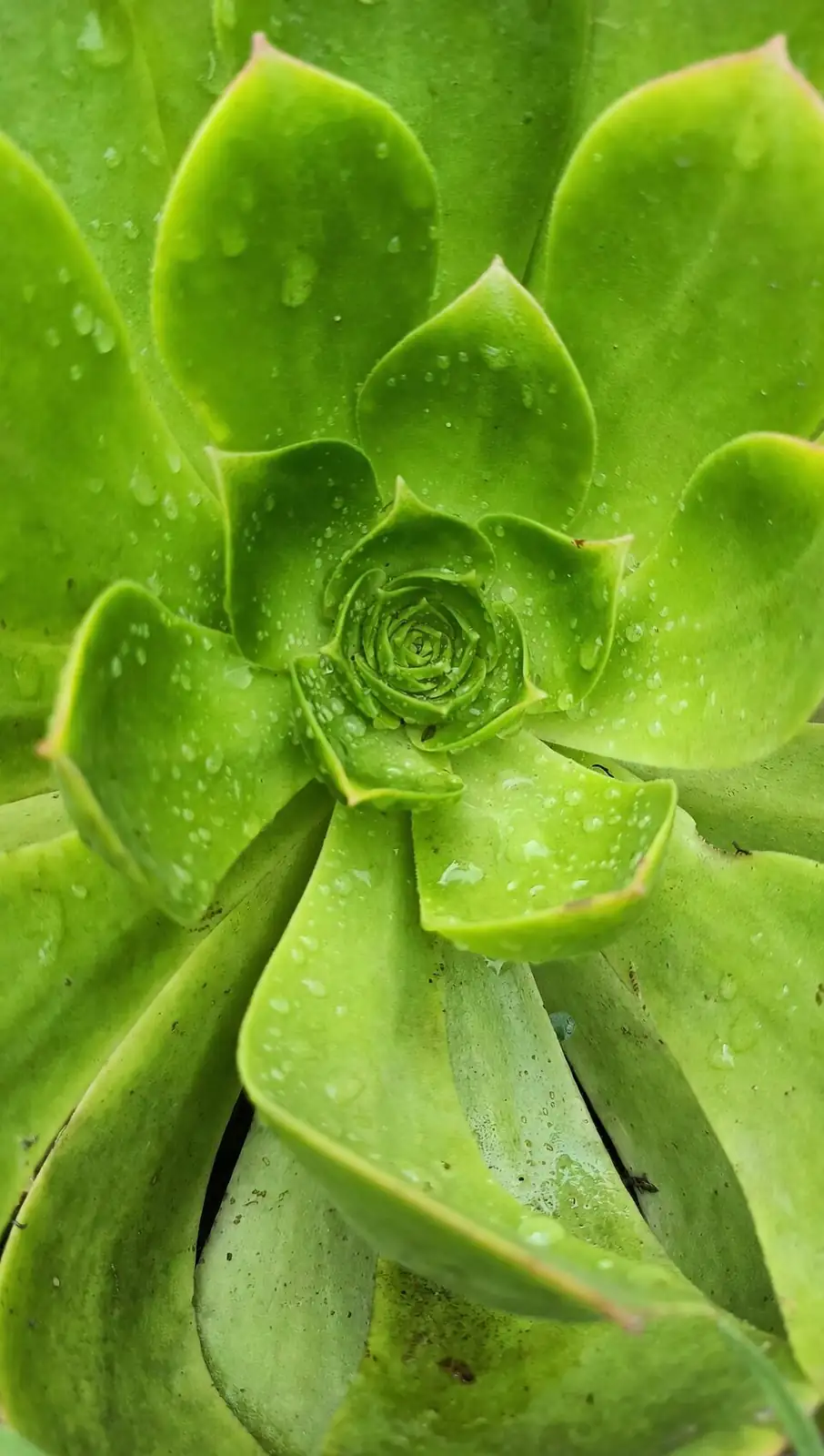 haworthia cooperi compact rosette top view
