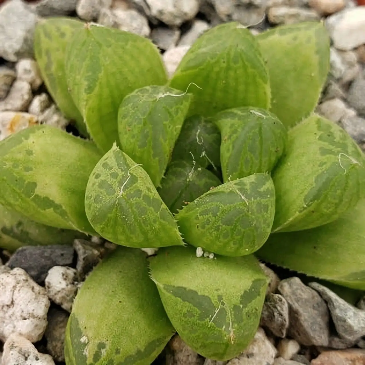 haworthia cooperi leaf window close-up