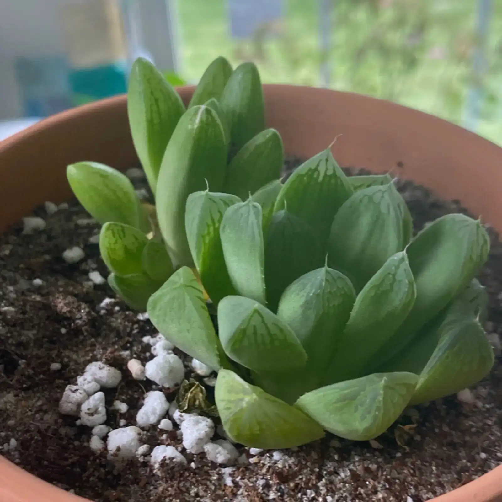 haworthia cooperi gritty soil mix