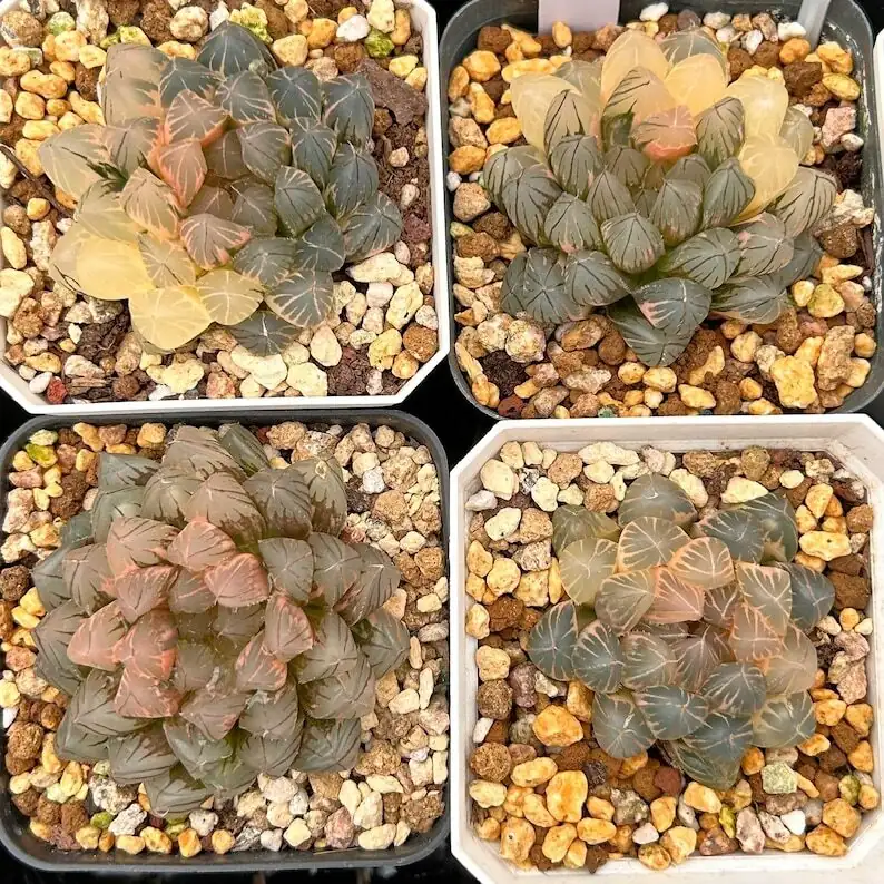 haworthia cooperi shallow pot arrangement
