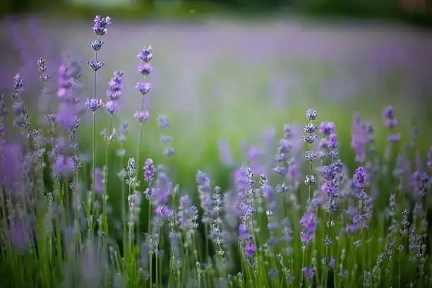 lavender morning watering can