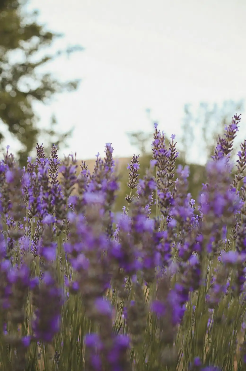 lavender pruning after flowering