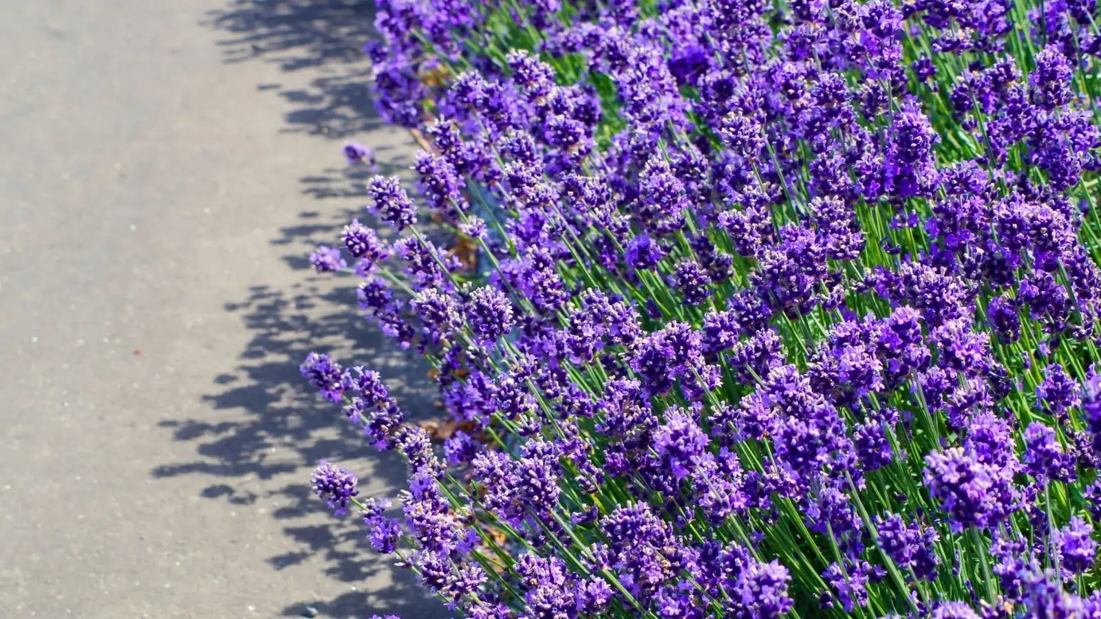 English lavender rocky Mediterranean slope