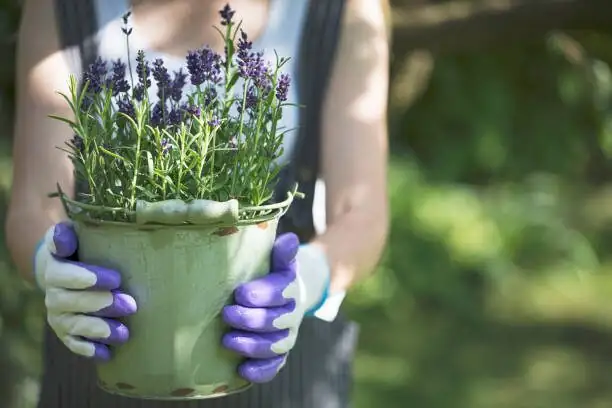 English lavender watering can pot