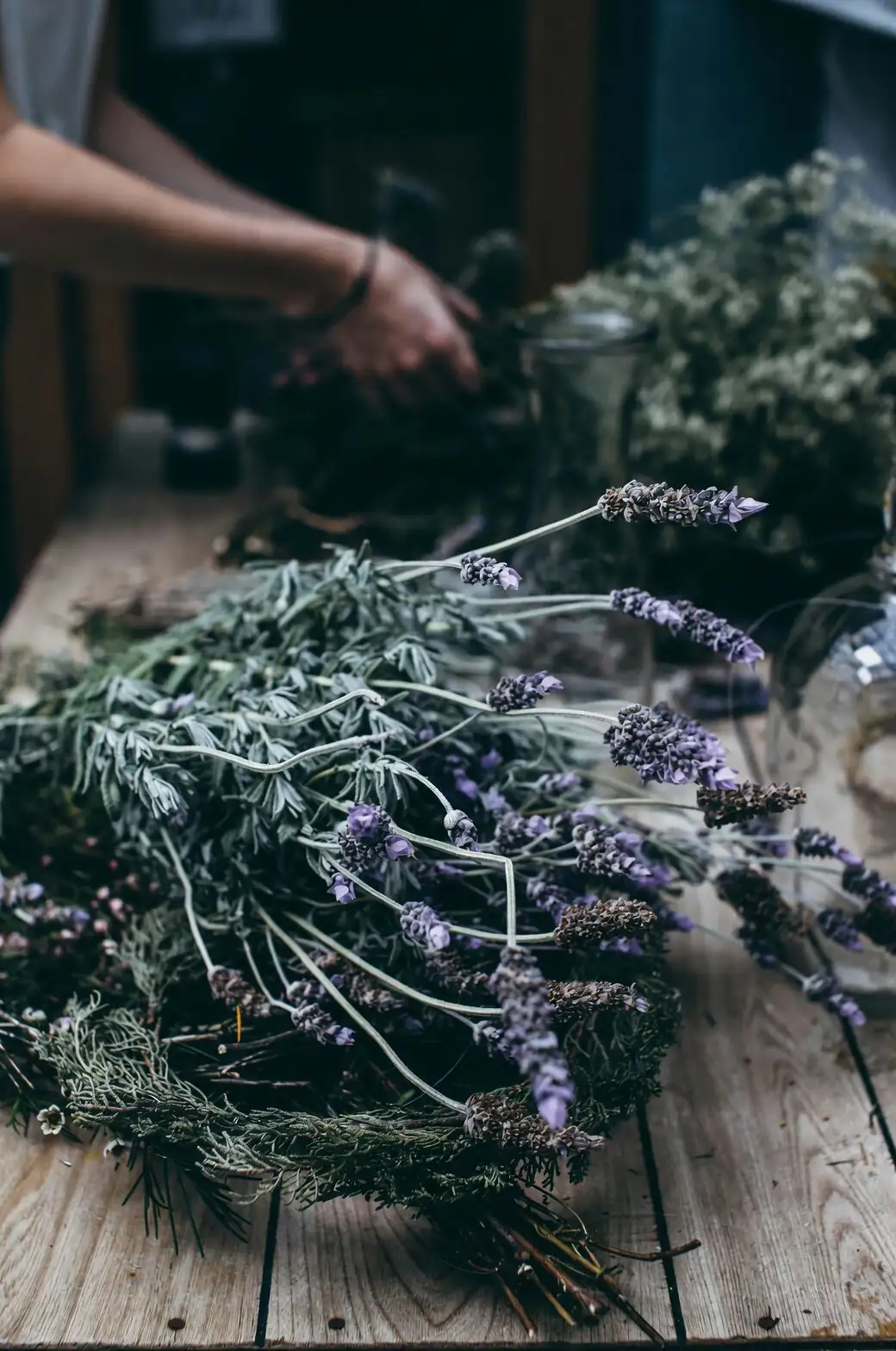 lavender semi hardwood cuttings