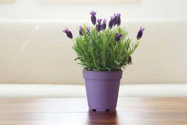 lavender potting mix perlite sand