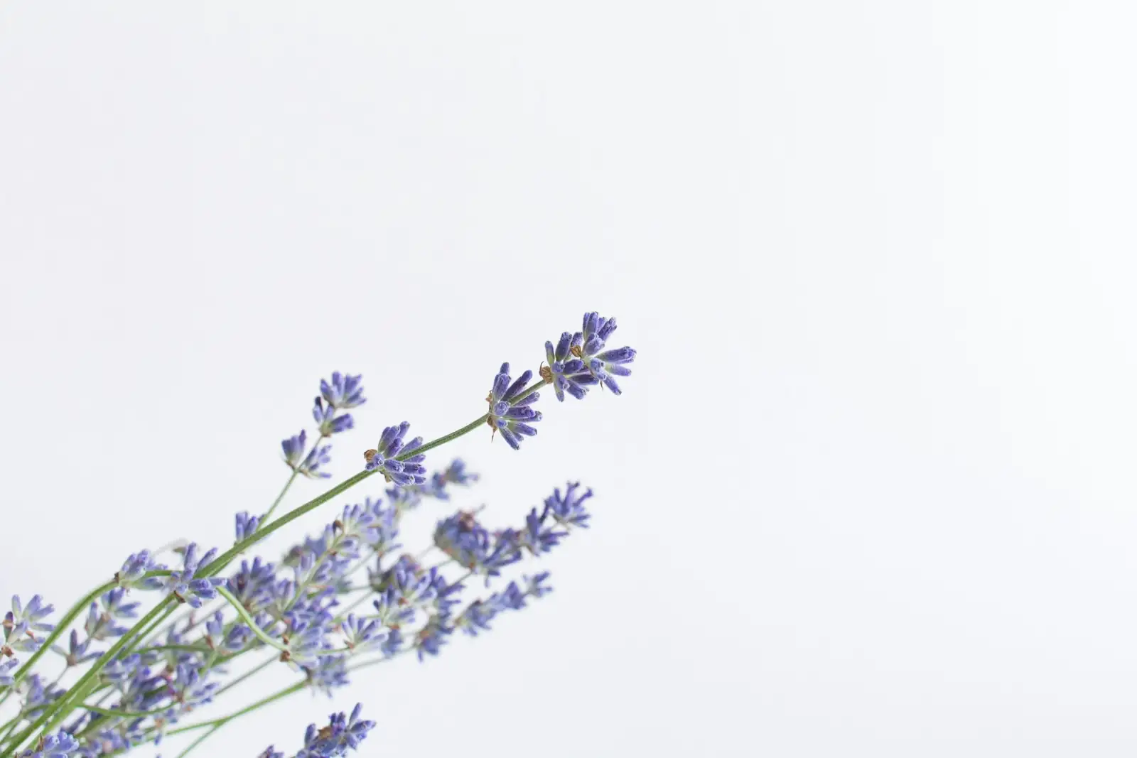 lavender cutting white roots close-up